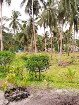 Coconut field 