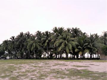 Wide land with coconut trees