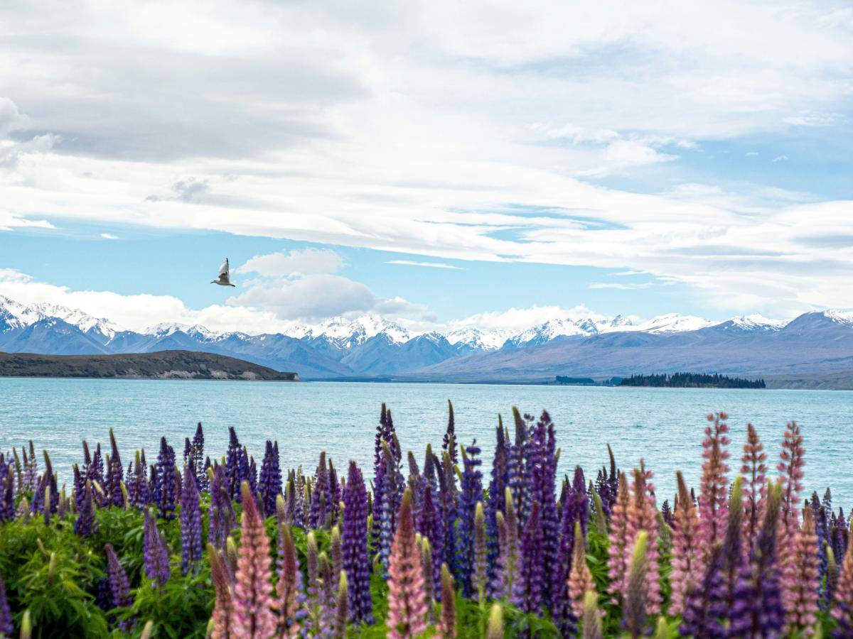 Lake Tekapo. Photo by <a href="https://unsplash.com/@ohlrogge?utm_source=unsplash&utm_medium=referral&utm_content=creditCopyText">Niklas Ohlrogge (niamoh.de)</a> on <a href="https://unsplash.com/photos/purple-flower-field-near-sea-under-white-clouds-and-blue-sky-during-daytime-VTa7N114PXk?utm_source=unsplash&utm_medium=referral&utm_content=creditCopyText">Unsplash</a>