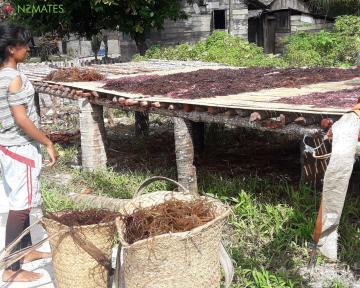 Rumput laut kering menjadi komoditas utama penduduk di pesisir kepulauan Tanimbar